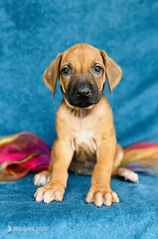 Asha – Rhodesian Ridgeback puppy for sale in Fordland, MO