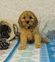 processed/2336a02f-9f42-4a36-a991-3d9046700e48/listing/49ba550c-1b0c-4b7c-bb08-51bb70b479c0/0f0444ad-3426-4957-b1e1-5a7903dbcafa