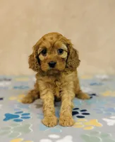 processed/2336a02f-9f42-4a36-a991-3d9046700e48/listing/49ba550c-1b0c-4b7c-bb08-51bb70b479c0/5da301f7-152d-4df5-98a0-61df078cb2fa