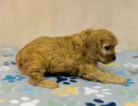 processed/2336a02f-9f42-4a36-a991-3d9046700e48/listing/49ba550c-1b0c-4b7c-bb08-51bb70b479c0/7ffd7c7a-64b7-4bc1-9dc5-917d28283c9d