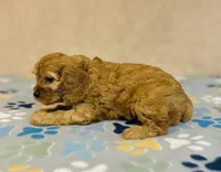 processed/2336a02f-9f42-4a36-a991-3d9046700e48/listing/49ba550c-1b0c-4b7c-bb08-51bb70b479c0/8a64d08e-b020-4747-aaee-da2cffd48cef