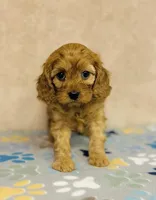 processed/2336a02f-9f42-4a36-a991-3d9046700e48/listing/49ba550c-1b0c-4b7c-bb08-51bb70b479c0/9045ffd4-5203-4bd4-86ec-7defc76a553a