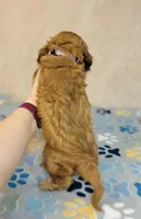 processed/2336a02f-9f42-4a36-a991-3d9046700e48/listing/49ba550c-1b0c-4b7c-bb08-51bb70b479c0/998f5a79-e282-4339-9b77-47da711fc65c