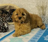 processed/2336a02f-9f42-4a36-a991-3d9046700e48/listing/49ba550c-1b0c-4b7c-bb08-51bb70b479c0/a8f92aa6-0e57-4cfc-a4ea-cd1f6180cf02