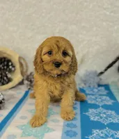 processed/2336a02f-9f42-4a36-a991-3d9046700e48/listing/49ba550c-1b0c-4b7c-bb08-51bb70b479c0/f5f5b5e9-f8ab-43d6-ad3d-788a70285503