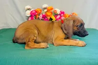 Walker, a male Rhodesian Ridgeback for sale in Fordland, MO – 3 of 8