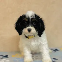 Nilla, a female Cavapoo and Poodle - Miniature  for sale in Fordland, MO – Photo 6 of 9