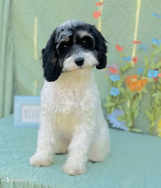 Nilla – Cavapoo, Poodle - Miniature  puppy for sale in Fordland, MO
