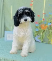Nilla, a female Cavapoo and Poodle - Miniature  for sale in Fordland, MO – Photo 1 of 9