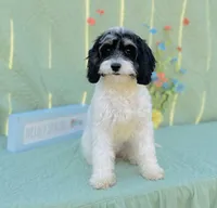 Nilla, a female Cavapoo and Poodle - Miniature  for sale in Fordland, MO – Photo 8 of 9