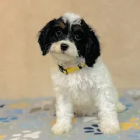 Nilla, a female Cavapoo and Poodle - Miniature  for sale in Fordland, MO – Photo 2 of 9