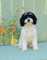 Nilla, a female Cavapoo and Poodle - Miniature  for sale in Fordland, MO – Photo 7 of 9