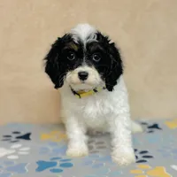 Nilla, a female Cavapoo and Poodle - Miniature  for sale in Fordland, MO – Photo 4 of 9