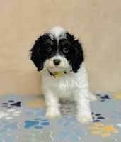 Nilla, a female Cavapoo and Poodle - Miniature  for sale in Fordland, MO – Photo 3 of 5