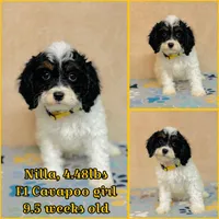 Nilla, a female Cavapoo and Poodle - Miniature  for sale in Fordland, MO – Photo 3 of 9