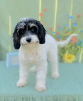 Nilla, a female Cavapoo and Poodle - Miniature  for sale in Fordland, MO – Photo 9 of 9