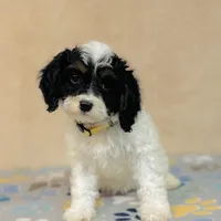 Nilla, a female Cavapoo and Poodle - Miniature  for sale in Fordland, MO – Photo 5 of 9