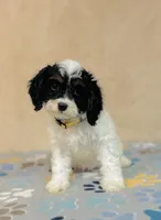 Nilla, a female Cavapoo and Poodle - Miniature  for sale in Fordland, MO – Photo 4 of 5