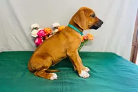 Jewel, a female Rhodesian Ridgeback for sale in Fordland, MO – 5 of 8