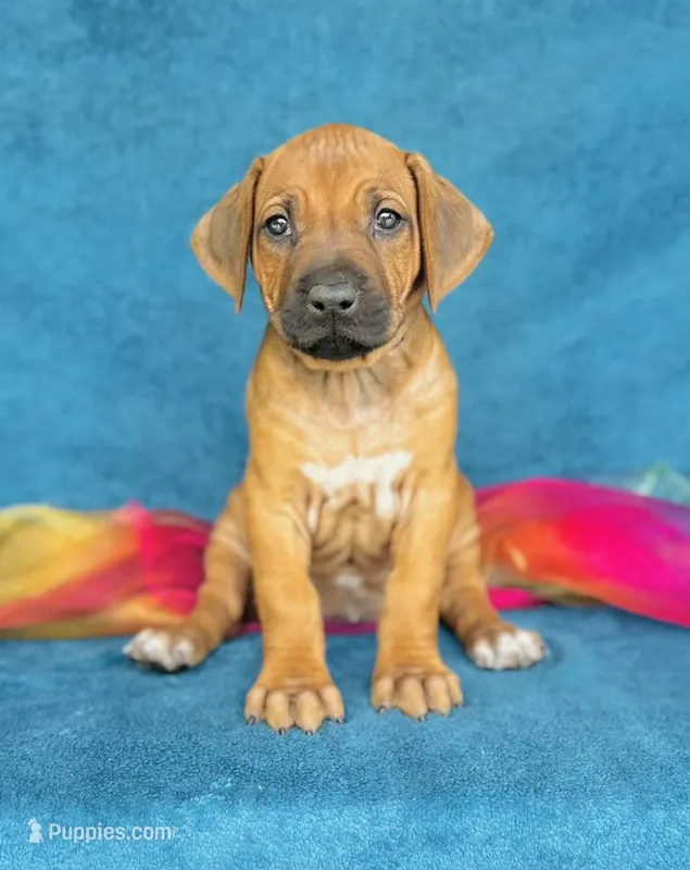Kesi – Rhodesian Ridgeback puppy for sale in Fordland, MO