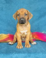 Kesi, a female Rhodesian Ridgeback for sale in Fordland, MO – 1 of 8