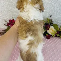 Femi, a male Cavapoo and Poodle - Miniature  for sale in Fordland, MO – Photo 8 of 10