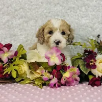 Femi, a male Cavapoo and Poodle - Miniature  for sale in Fordland, MO – Photo 5 of 10