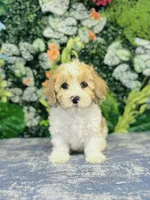 Femi, a male Cavapoo and Poodle - Miniature  for sale in Fordland, MO – Photo 9 of 10