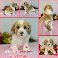 Femi, a male Cavapoo and Poodle - Miniature  for sale in Fordland, MO – Photo 3 of 10