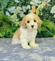 Femi, a male Cavapoo and Poodle - Miniature  for sale in Fordland, MO – Photo 1 of 10
