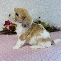 Femi, a male Cavapoo and Poodle - Miniature  for sale in Fordland, MO – Photo 6 of 10