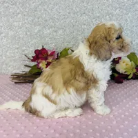Femi, a male Cavapoo and Poodle - Miniature  for sale in Fordland, MO – Photo 7 of 10