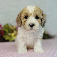 Femi, a male Cavapoo and Poodle - Miniature  for sale in Fordland, MO – Photo 4 of 10