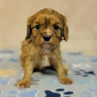 Parker Pyne, a male Cavalier King Charles Spaniel for sale in Fordland, MO – Photo 2 of 8