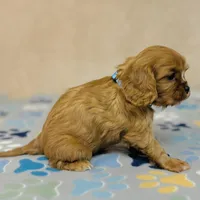 Parker Pyne, a male Cavalier King Charles Spaniel for sale in Fordland, MO – Photo 5 of 8