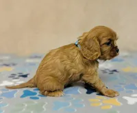 processed/2336a02f-9f42-4a36-a991-3d9046700e48/listing/4dd405d0-2298-44d3-a09b-4273ccb5d744/274a0050-bcb6-48da-b0bd-283bfa91ffe4