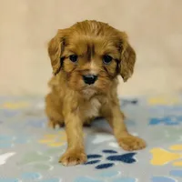 Parker Pyne, a male Cavalier King Charles Spaniel for sale in Fordland, MO – Photo 6 of 8