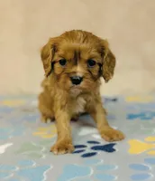 processed/2336a02f-9f42-4a36-a991-3d9046700e48/listing/4dd405d0-2298-44d3-a09b-4273ccb5d744/3b3d980b-b77b-4276-b2cd-06e1e497197a