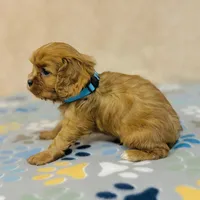 Parker Pyne, a male Cavalier King Charles Spaniel for sale in Fordland, MO – Photo 7 of 8