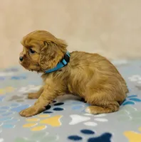 processed/2336a02f-9f42-4a36-a991-3d9046700e48/listing/4dd405d0-2298-44d3-a09b-4273ccb5d744/3ded9a62-b4b5-4e46-abd5-248941593af7