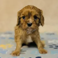 Parker Pyne, a male Cavalier King Charles Spaniel for sale in Fordland, MO – Photo 3 of 8