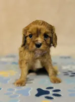 processed/2336a02f-9f42-4a36-a991-3d9046700e48/listing/4dd405d0-2298-44d3-a09b-4273ccb5d744/538225ae-b0fb-4a5e-9633-16442dba4739