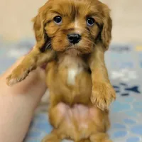 Parker Pyne, a male Cavalier King Charles Spaniel for sale in Fordland, MO – Photo 4 of 8