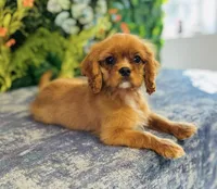 Parker Pyne, a male Cavalier King Charles Spaniel for sale in Fordland, MO – Photo 1 of 8