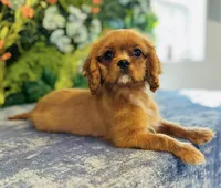 Parker Pyne, a male Cavalier King Charles Spaniel for sale in Fordland, MO – Photo 8 of 8