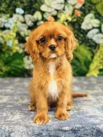 Parker Pyne, a male Cavalier King Charles Spaniel for sale in Fordland, MO – Photo 7 of 8