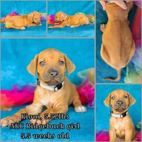 Kioni, a female Rhodesian Ridgeback for sale in Fordland, MO – 7 of 8