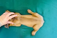 Duchess, a female Rhodesian Ridgeback for sale in Fordland, MO – 7 of 8