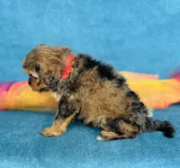 Caius, a male Cavapoo for sale in Fordland, MO – 6 of 7