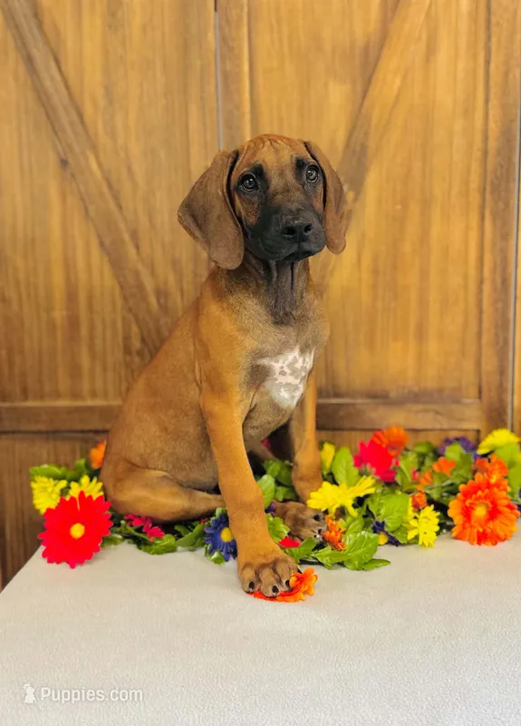 Walker – Rhodesian Ridgeback puppy for sale in Fordland, MO